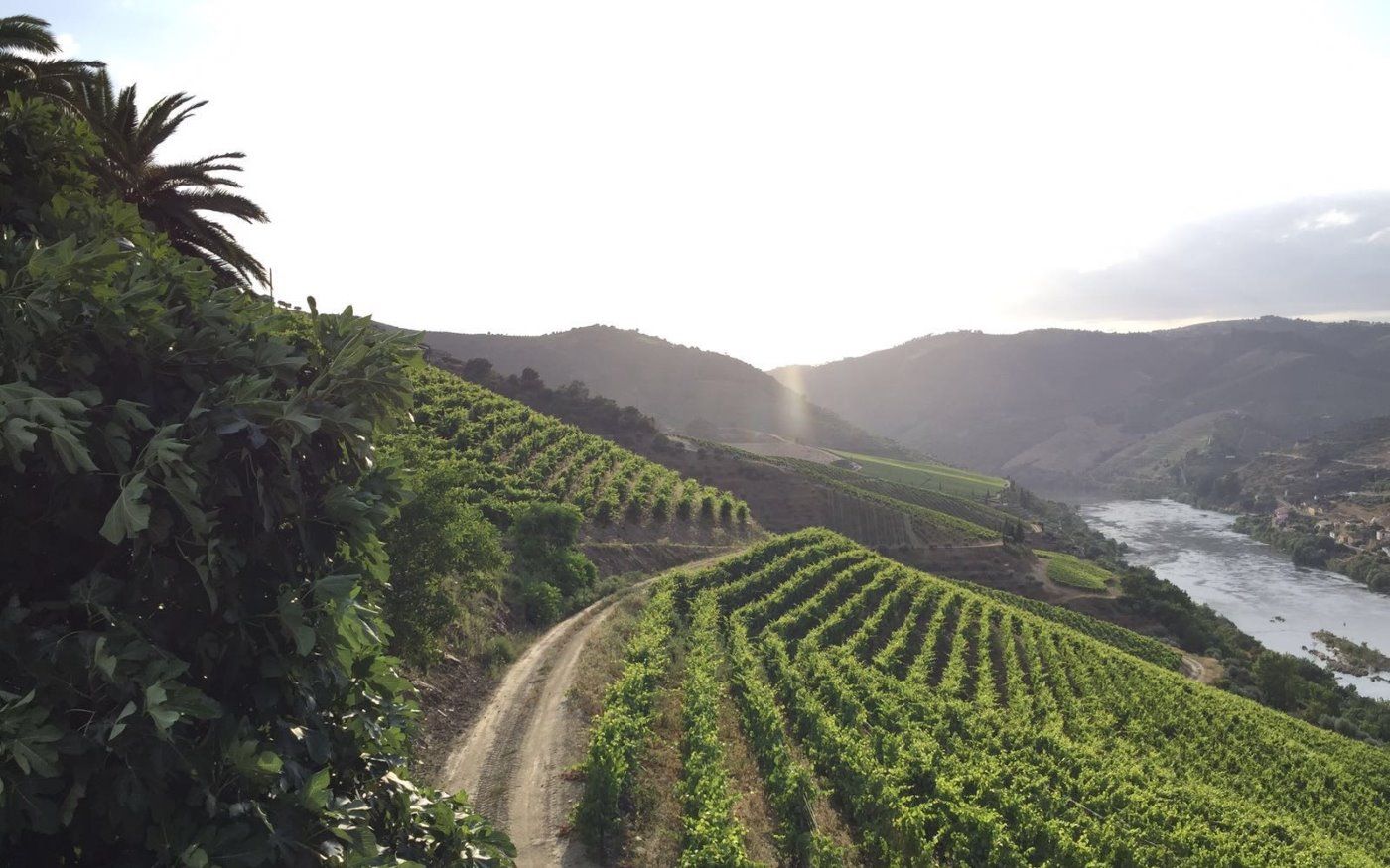 ONE DAY IN DOURO